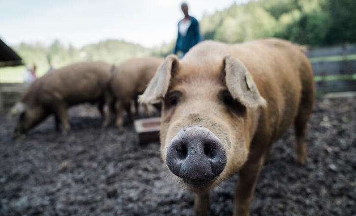Schwein im Freien - Symbolbild
