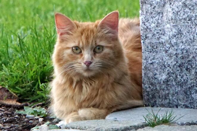 Unsere Lussy