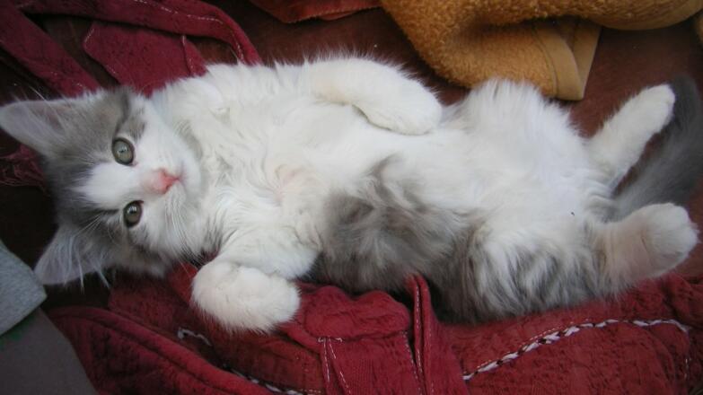 Unsere Schmusekatzen