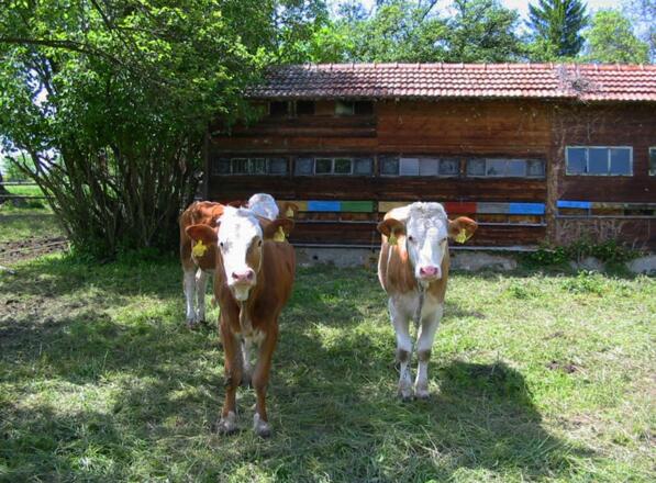 Unser Jungvieh