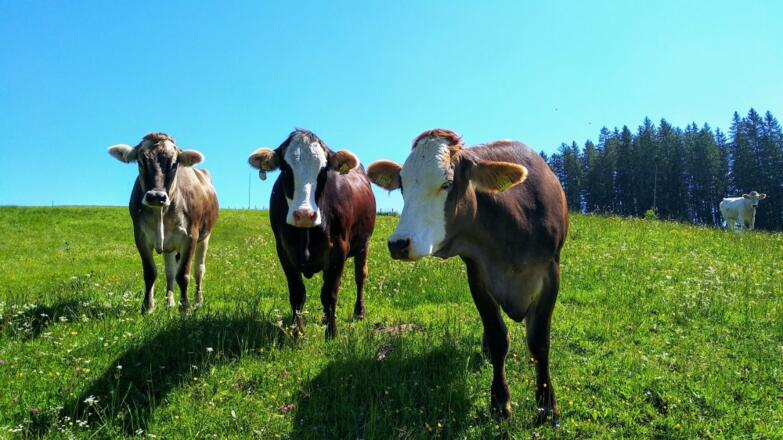 Unsere Rinder auf der Sommerweide