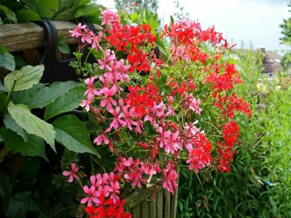 Blumen