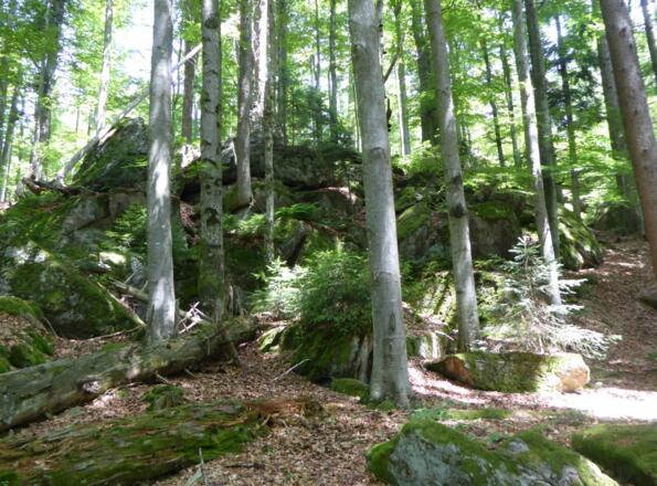 der Weg hinauf zur Kleinen Kanzel