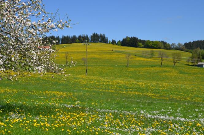 Löwenzahnblüte