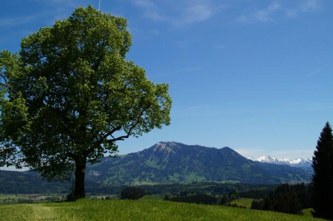Linde mit Blick auf Grünten