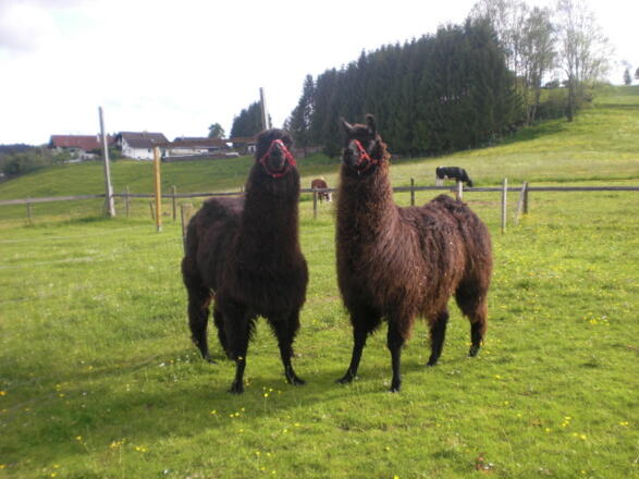 Lisa und Samy