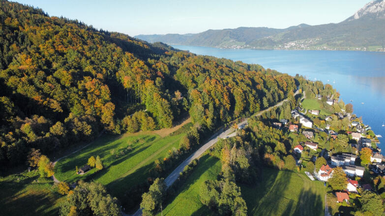 Edelkastanienwald mit Seeblick in Unterach am Attersee
