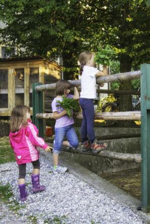 Hasen und Pferde....alle warten auf frischen Löwenzahn