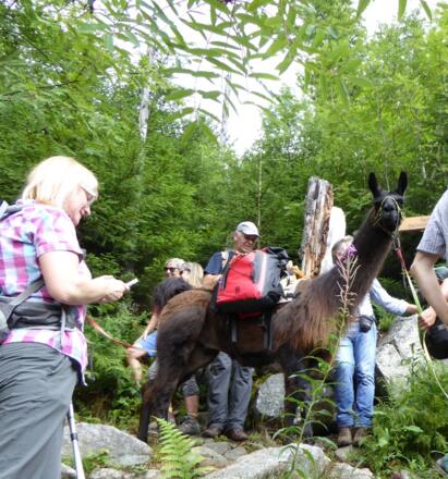 &quot;Lama&quot; am Goldsteig