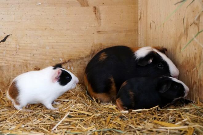 Meerschweinchen