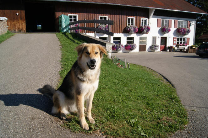 Unser braver Hofhund