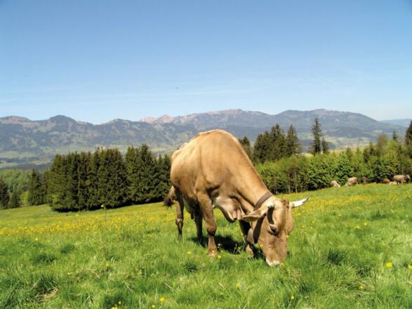 Sommer Impressionen