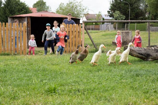 Die Laufenten müssen Nachts zurück in Ihren Stall....