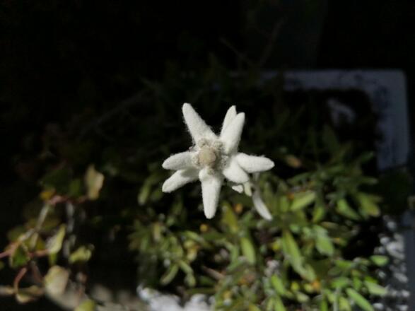 Edelweiss