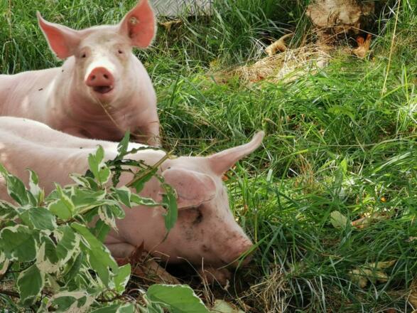 Schweineleben