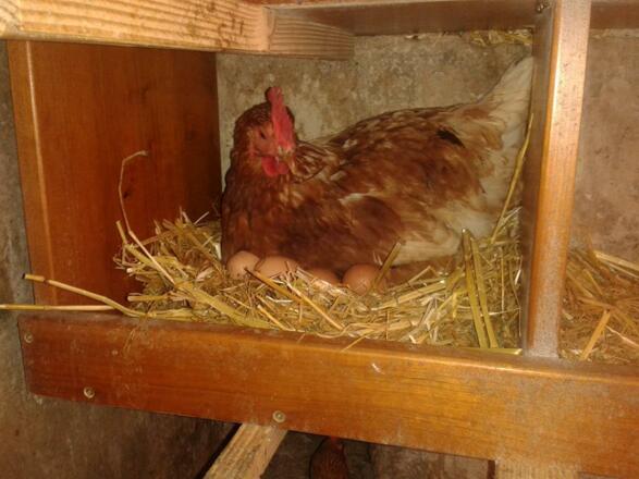 Henne mit Eier