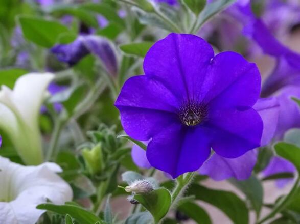 Blumen