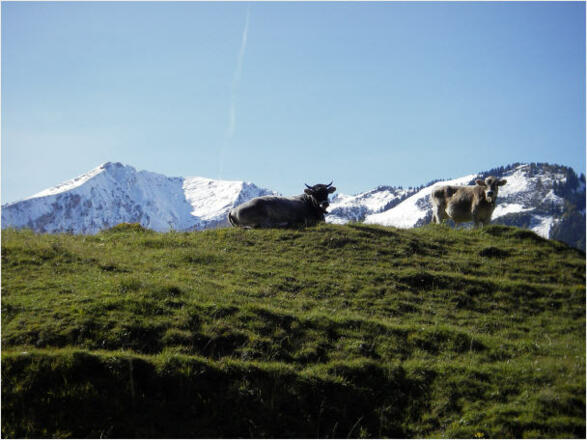 Unser Vieh auf der Weide