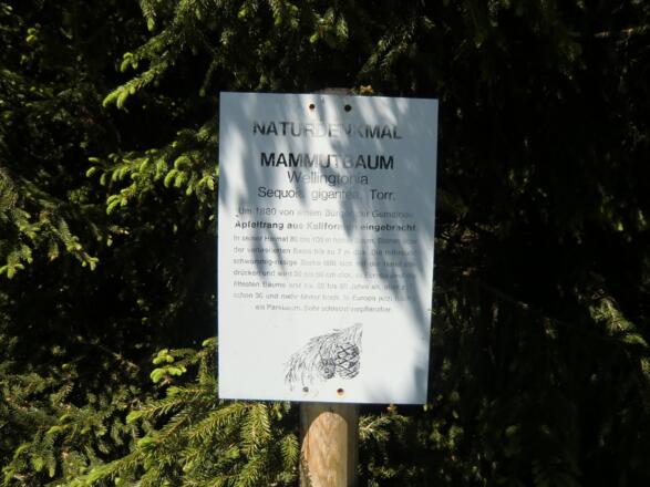Infotafel zum Mammutbaum