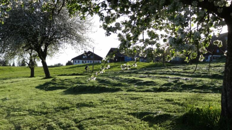 Seien Sie dabei, wenn bei uns Gras gemäht wird