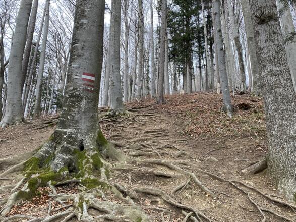 Grillenparz-Trail Kirchdorf
