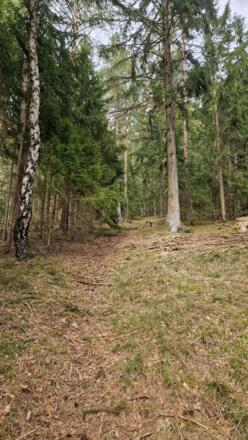 Aufstieg auf den Grensberg