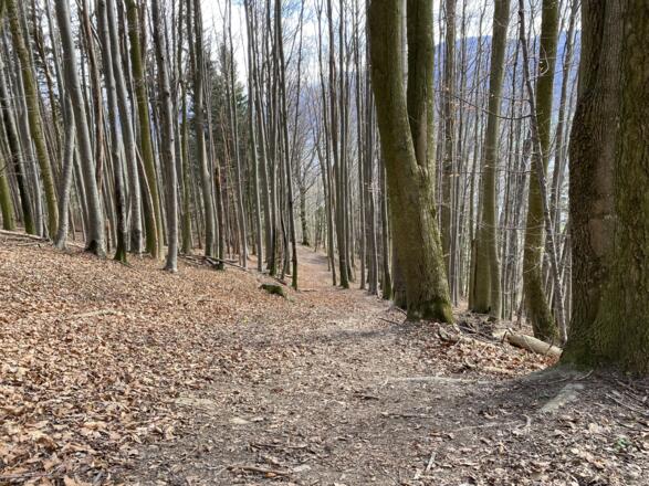 Grillenparz-Trail Kirchdorf