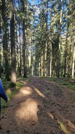 Abstieg vom Buchberg