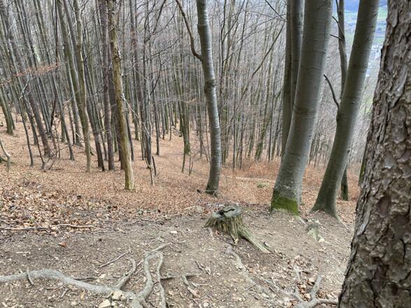 Grillenparz-Trail Kirchdorf