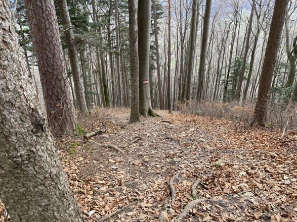 Grillenparz-Trail Kirchdorf