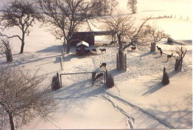 Futterplatz im Winter