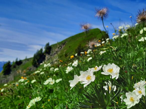 Blütenpracht am Walserkamm