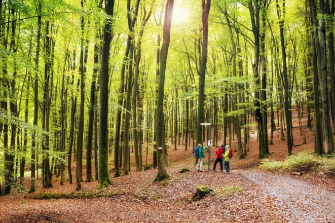 Buchenwald zwischen Heimathenhof und Volkersbrunn