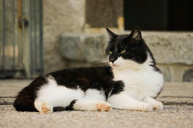 Unser Felix
