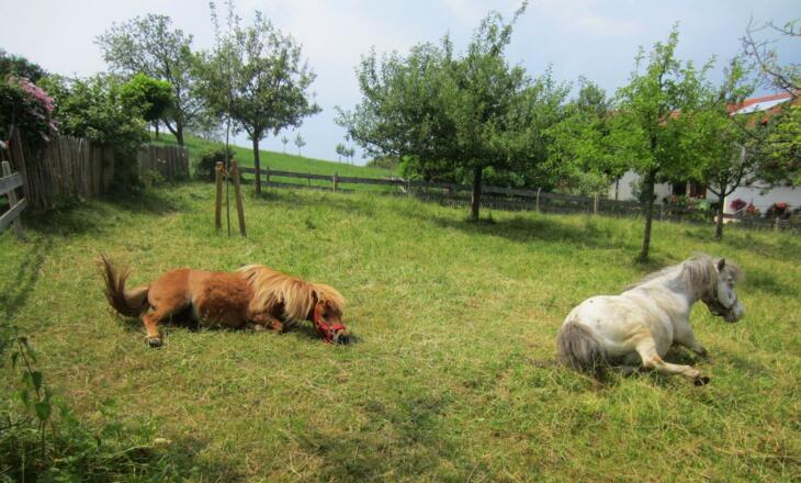 Ponys auf Wiese