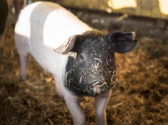 Bio Schweine