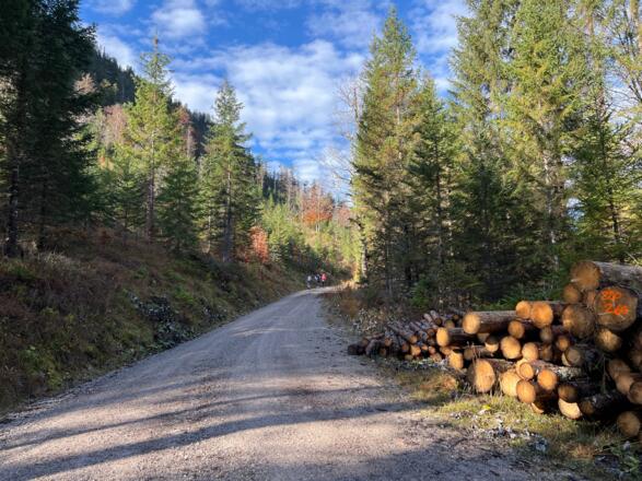 Forstweg zum kleinen Ahornboden