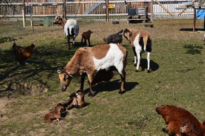 Tiere