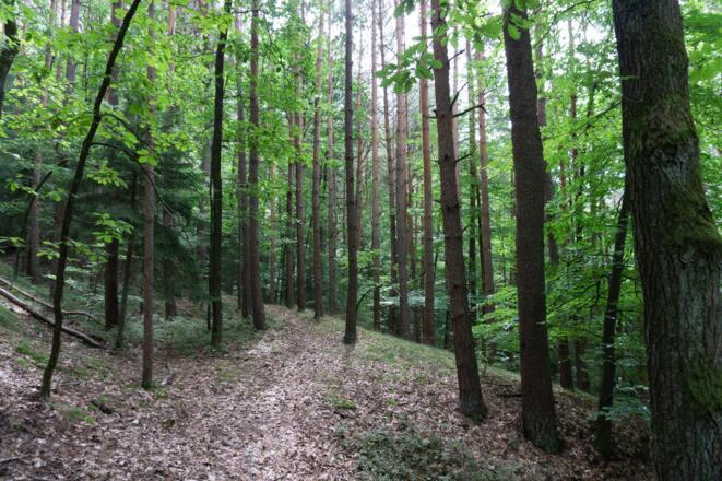 Wanderung am Muppberg inn Neustadt bei Coburg