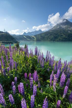 Kopssee