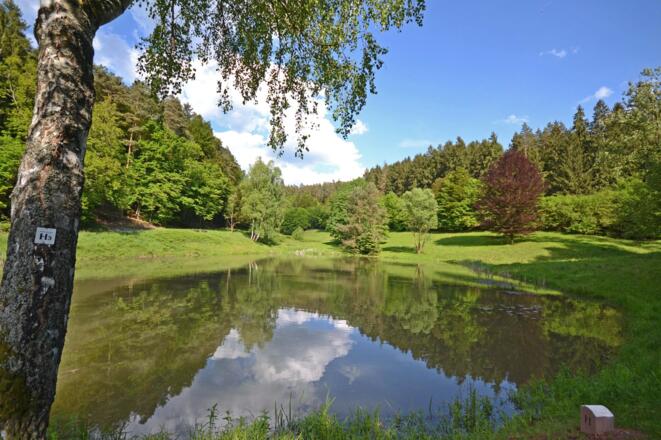 Waldsee