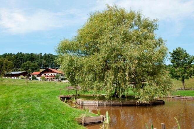 ...entspannen am Weiher