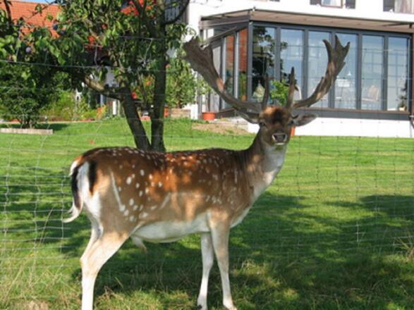 Damhirsch