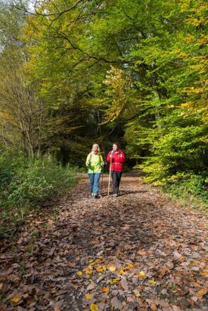 Wanderung durch den schönen Herbstwald