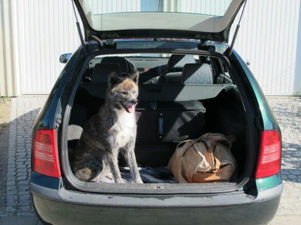 und der Hund darf mit in Urlaub