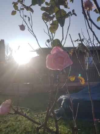 Oma Kathi's Garten im November