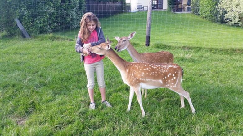 Fütterung vom Damwild