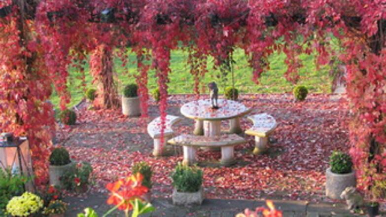 Weinlaube im Herbst