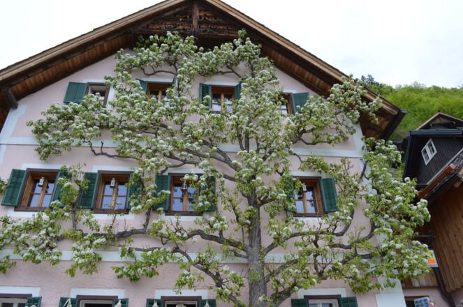 Apartment Luise