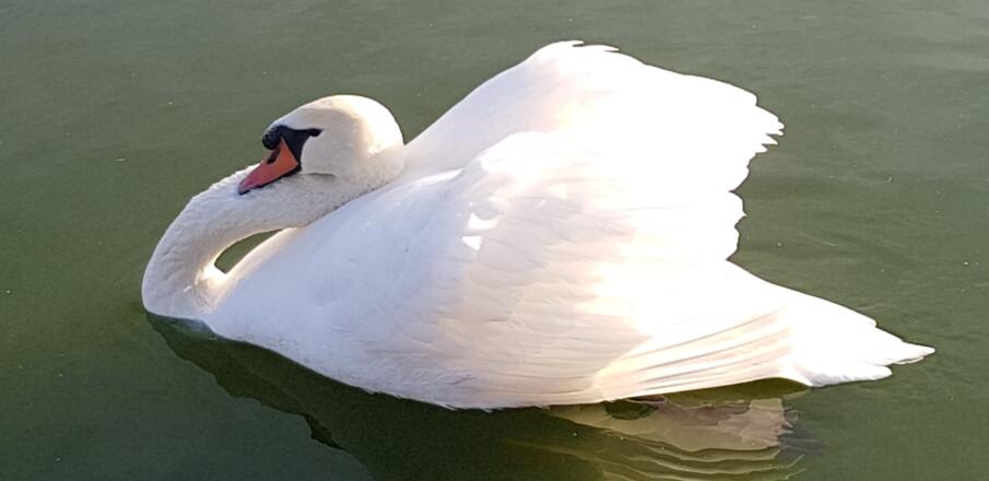 Schwan